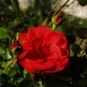 розы сорт мерседес фото