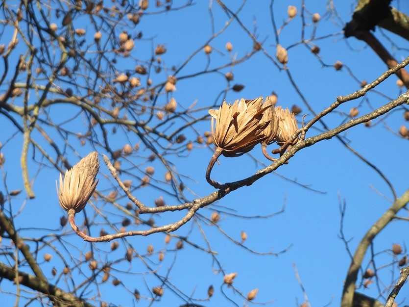 семена тюльпановое дерево