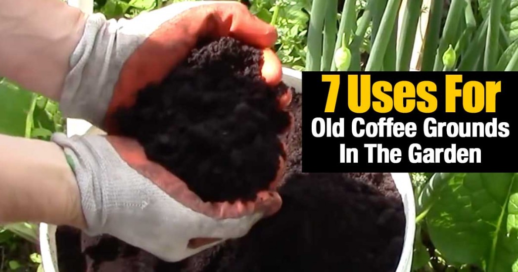 7 Ways To Use Coffee Grounds In The Garden My Garden