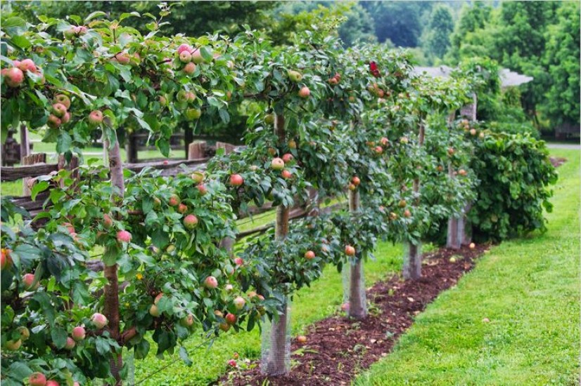 как вырастить фруктовый сад